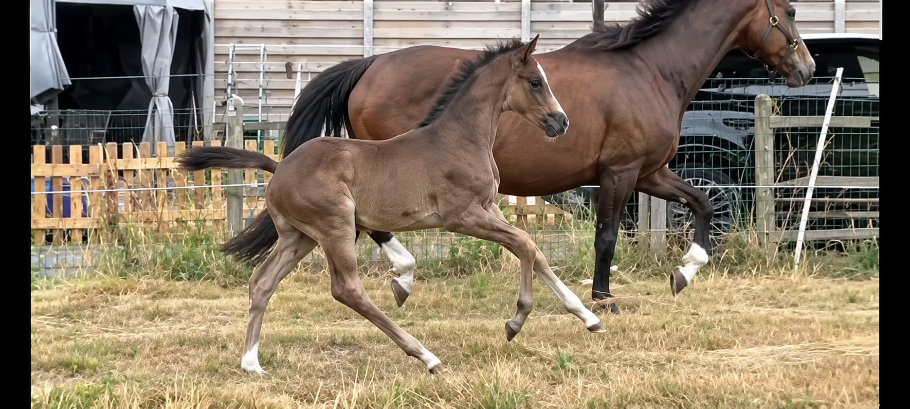 Zonik Plus x Danciano x Don Romantic filly.