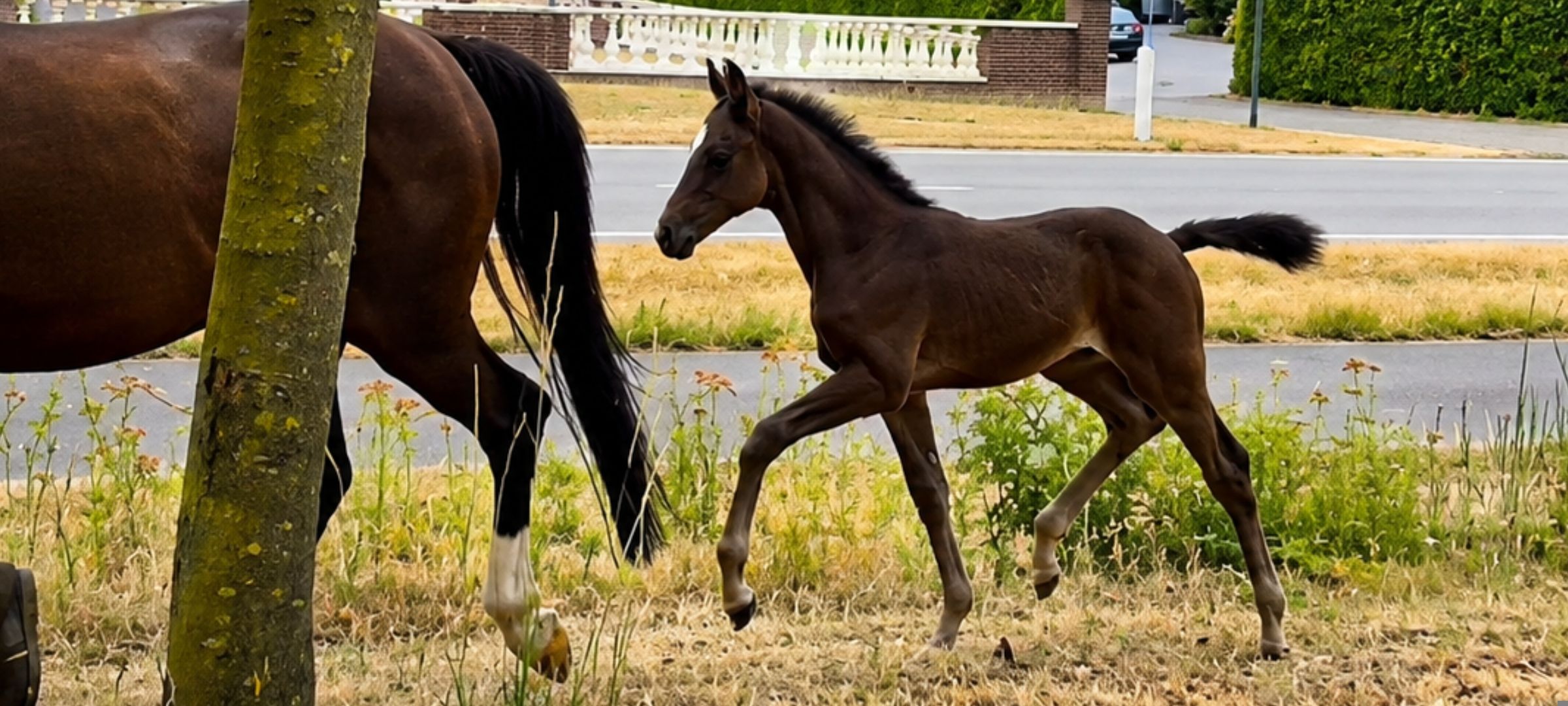 kwpn dressuurpaard merrie 0 años bruin en venta - Foto 4