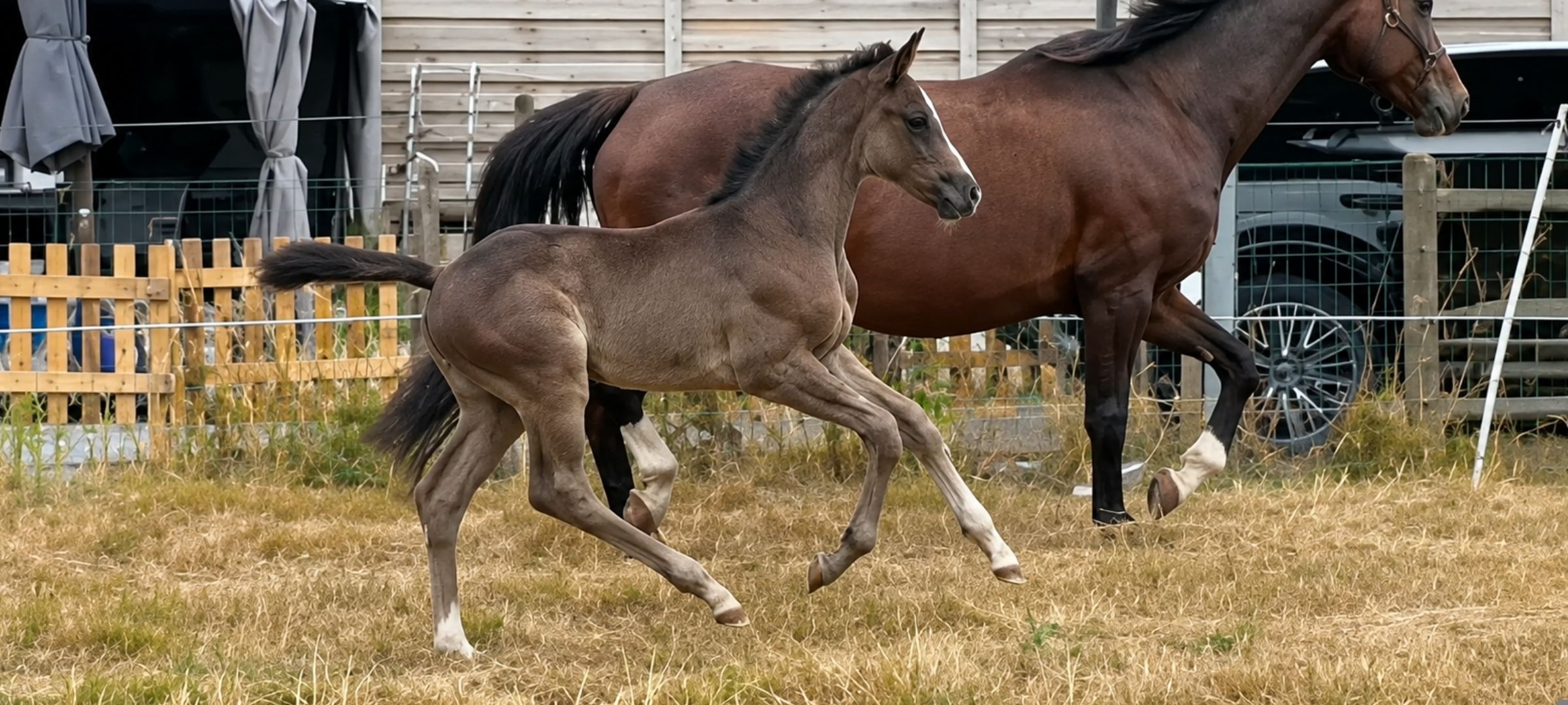 kwpn dressuurpaard merrie 0 años bruin en venta - Foto 3