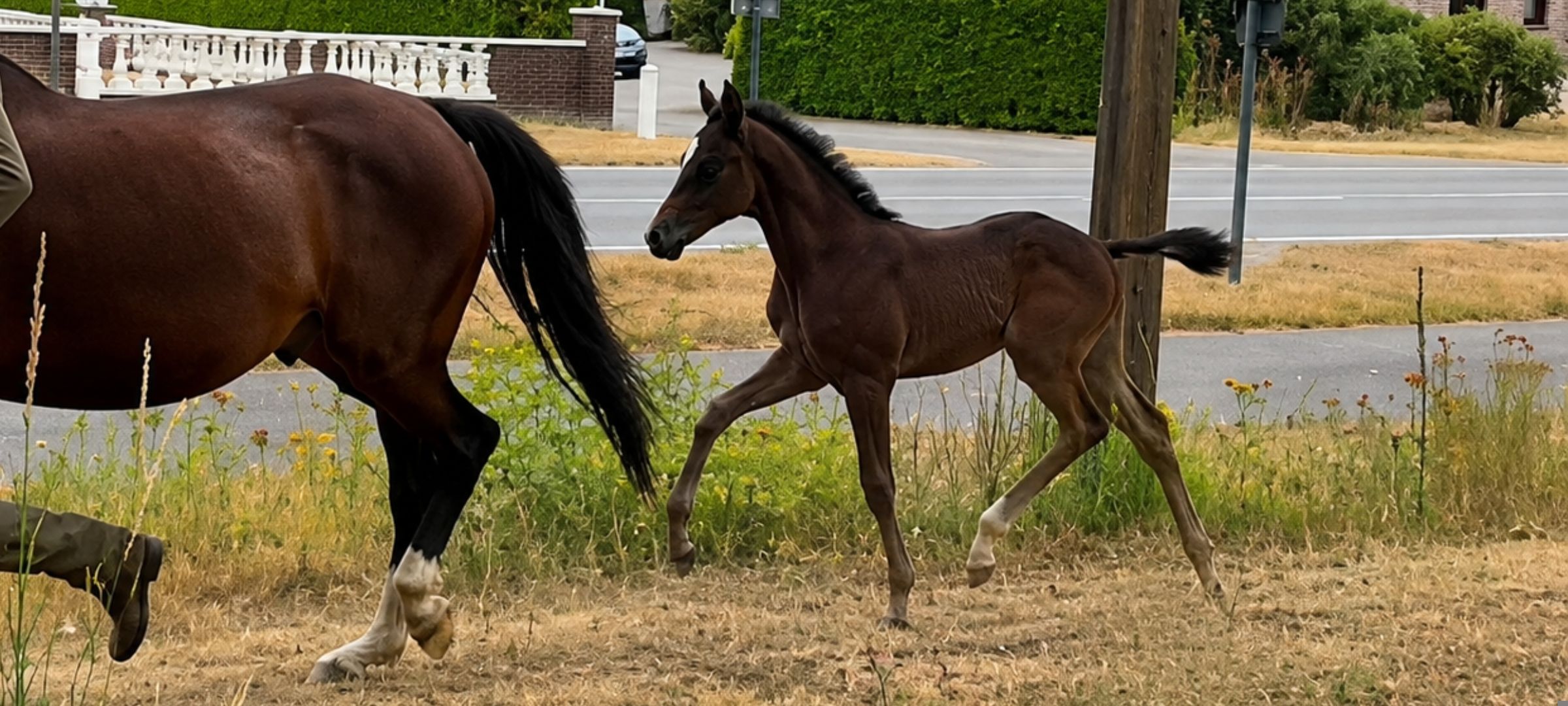 kwpn dressuurpaard merrie 0 años bruin en venta - Foto 2