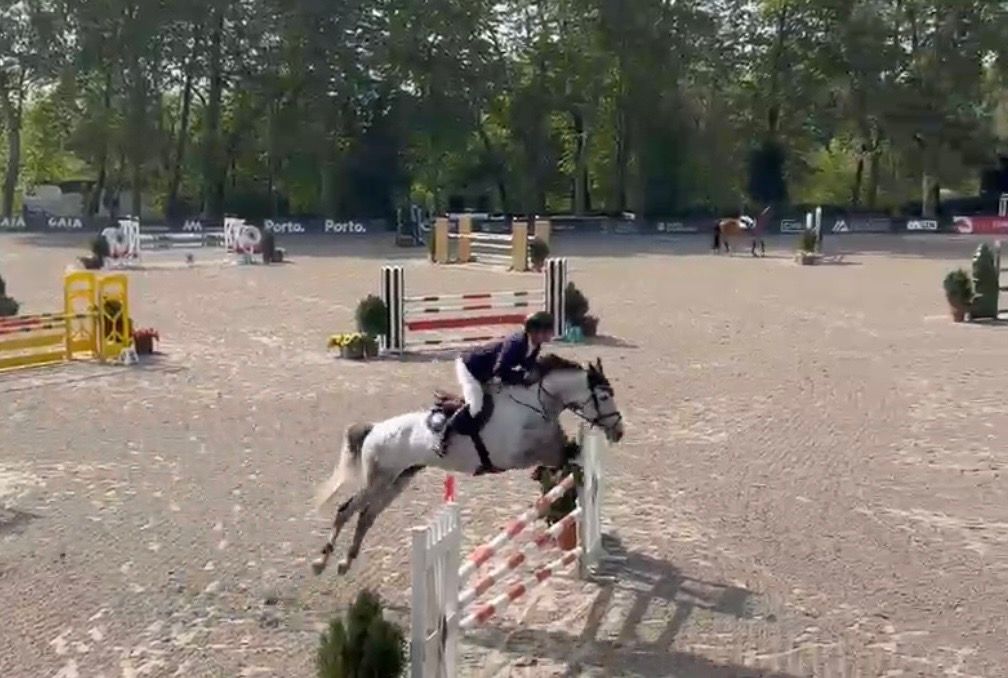 spaans springpaard ruin 9 rokov palomino na predaj - Foto 6