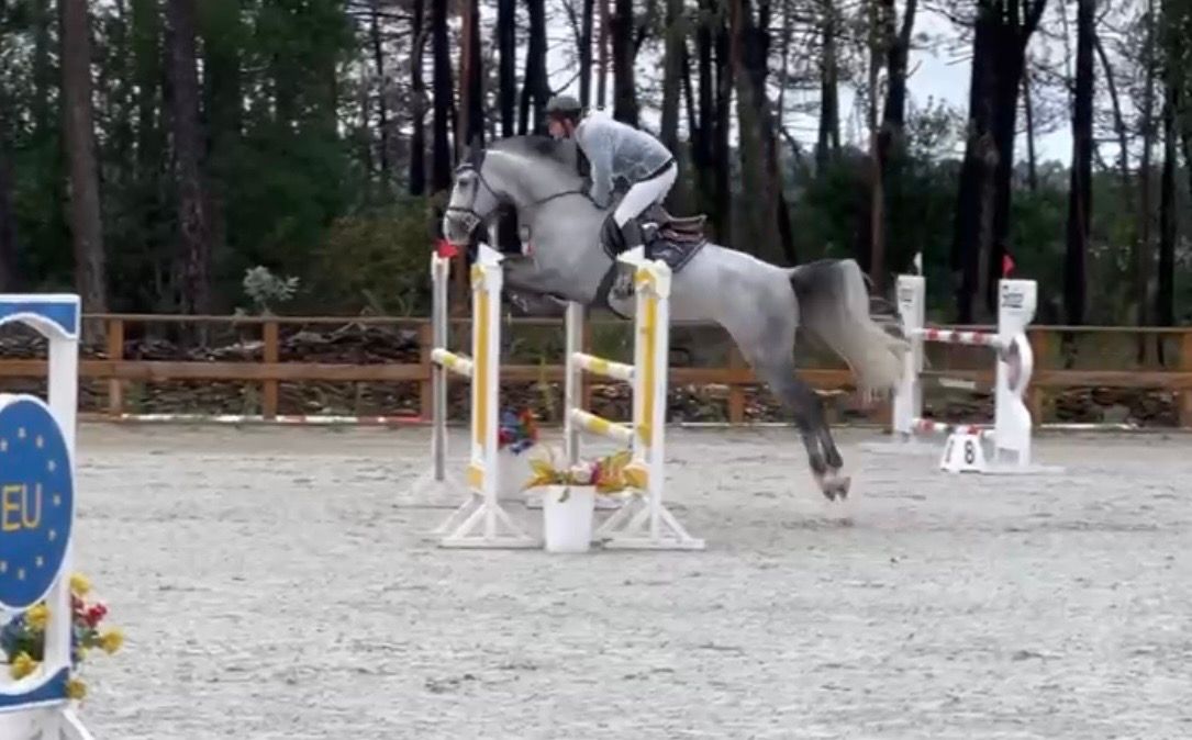 spaans springpaard ruin 9 rokov palomino na predaj - Foto 2