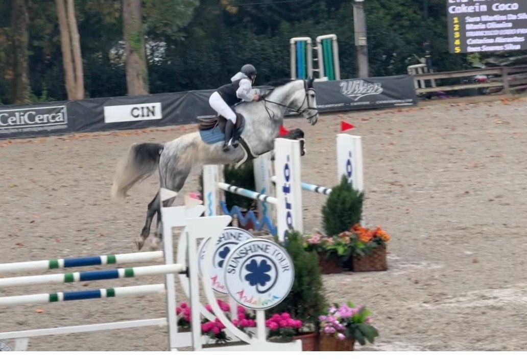 spaans springpaard ruin 9 rokov palomino na predaj - Foto 4