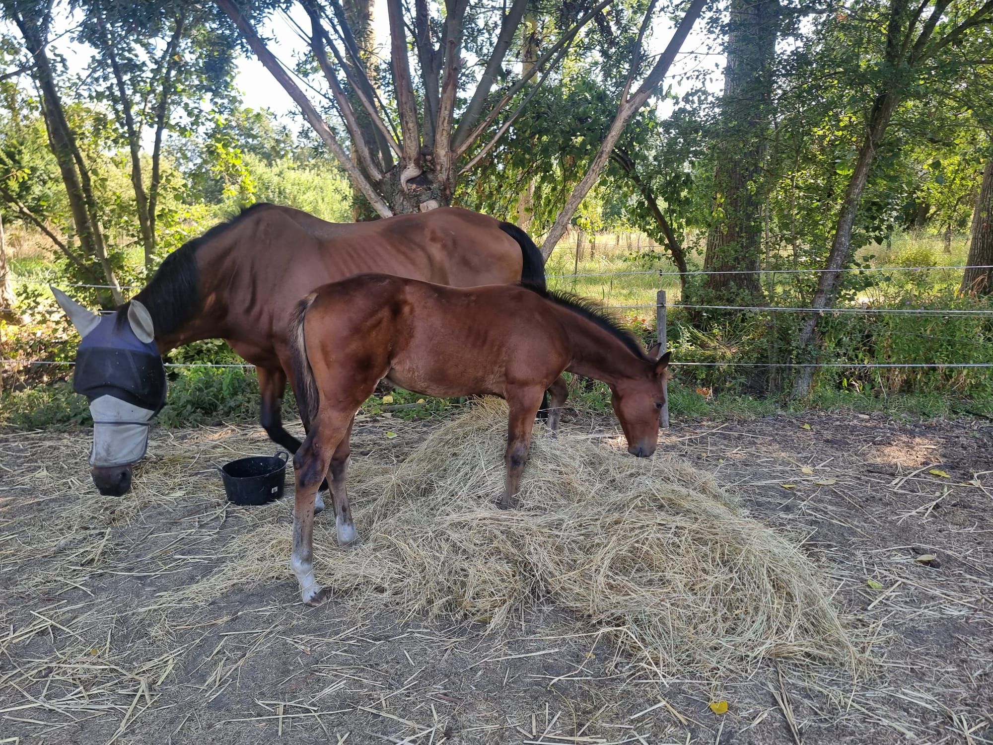 Dakota Cornand : Filly foal