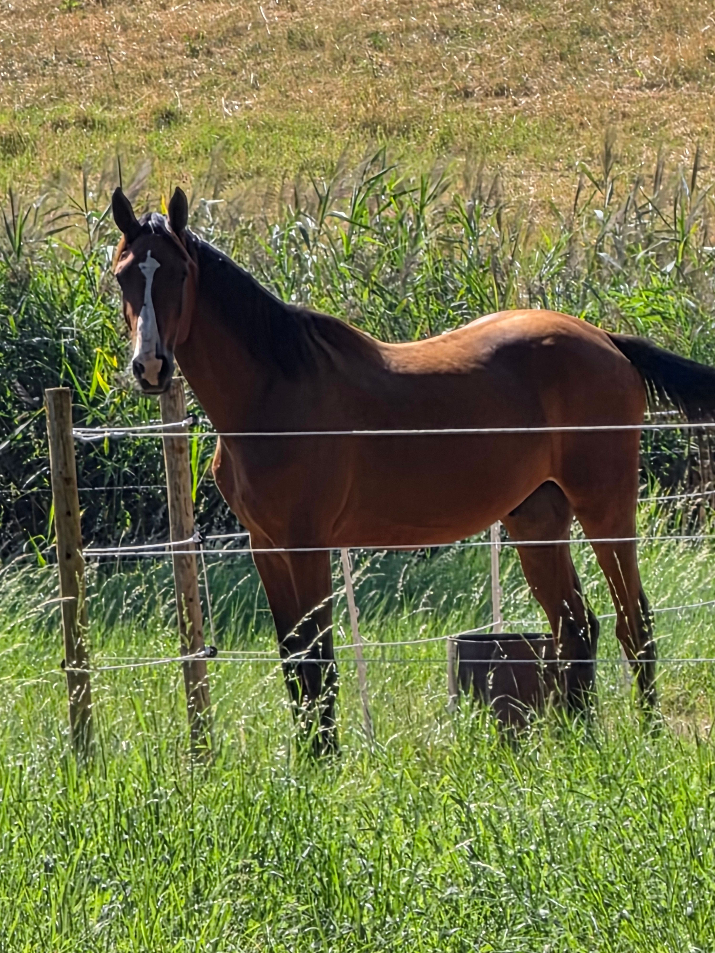 Blexis AE: 2-year-old gelding