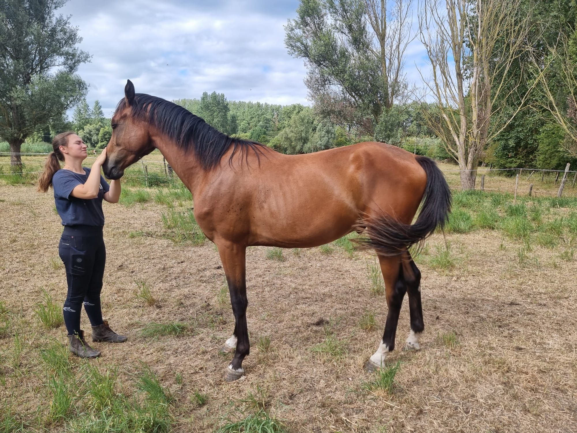 bwp springpaard ruin 2 years old bruin for sale - Photo 2