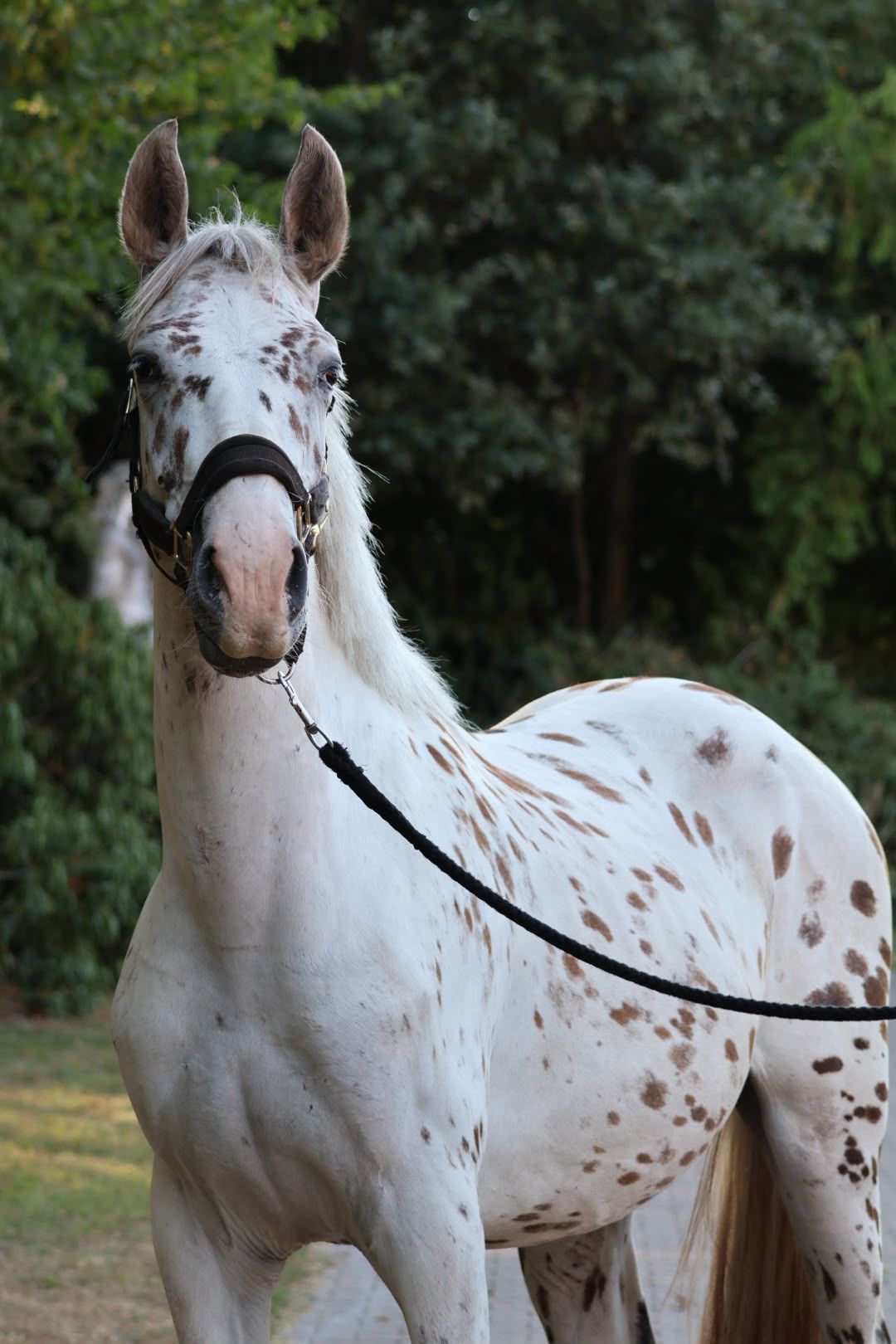 Special 2-year-old stallion