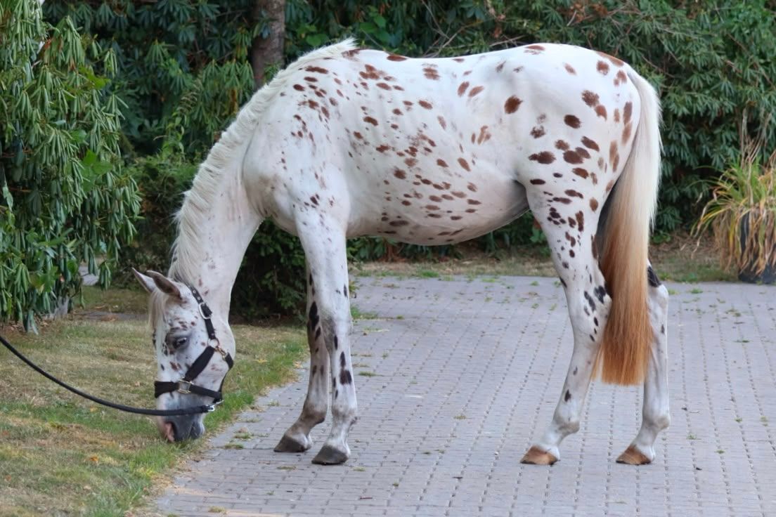allrounder hengst 2 years old andere-kleur for sale - Photo 2