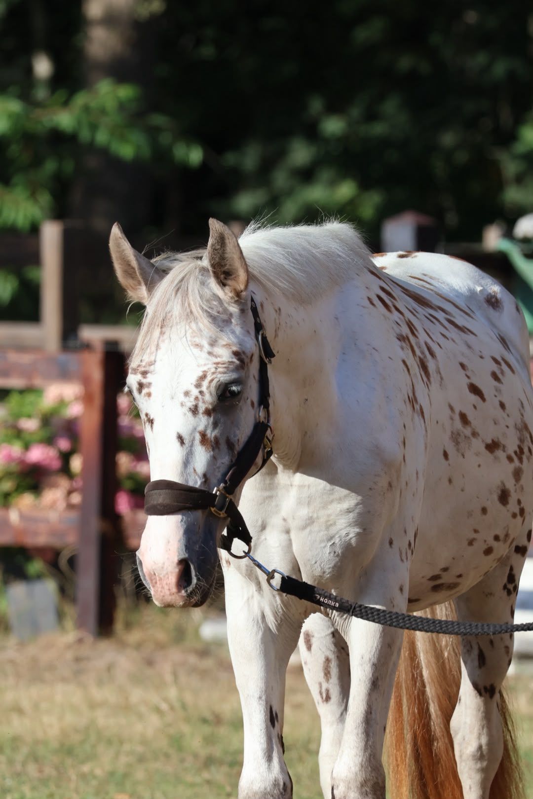 allrounder hengst 2 years old andere-kleur for sale - Photo 3