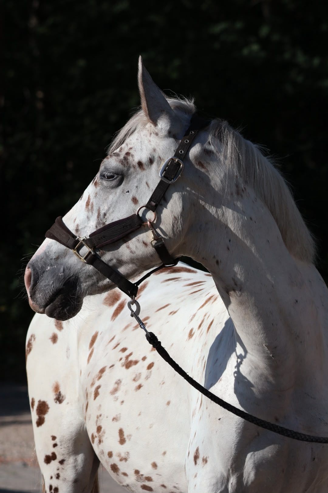 allrounder hengst 2 years old andere-kleur for sale - Photo 4