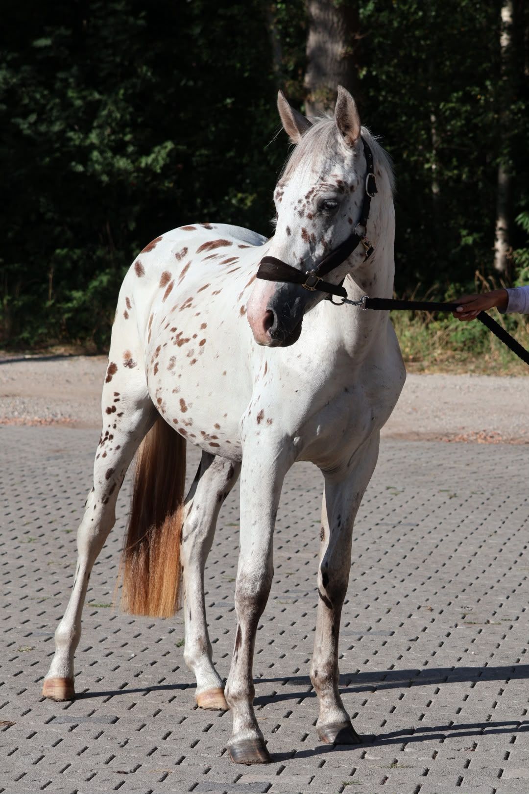 allrounder hengst 2 years old andere-kleur for sale - Photo 5