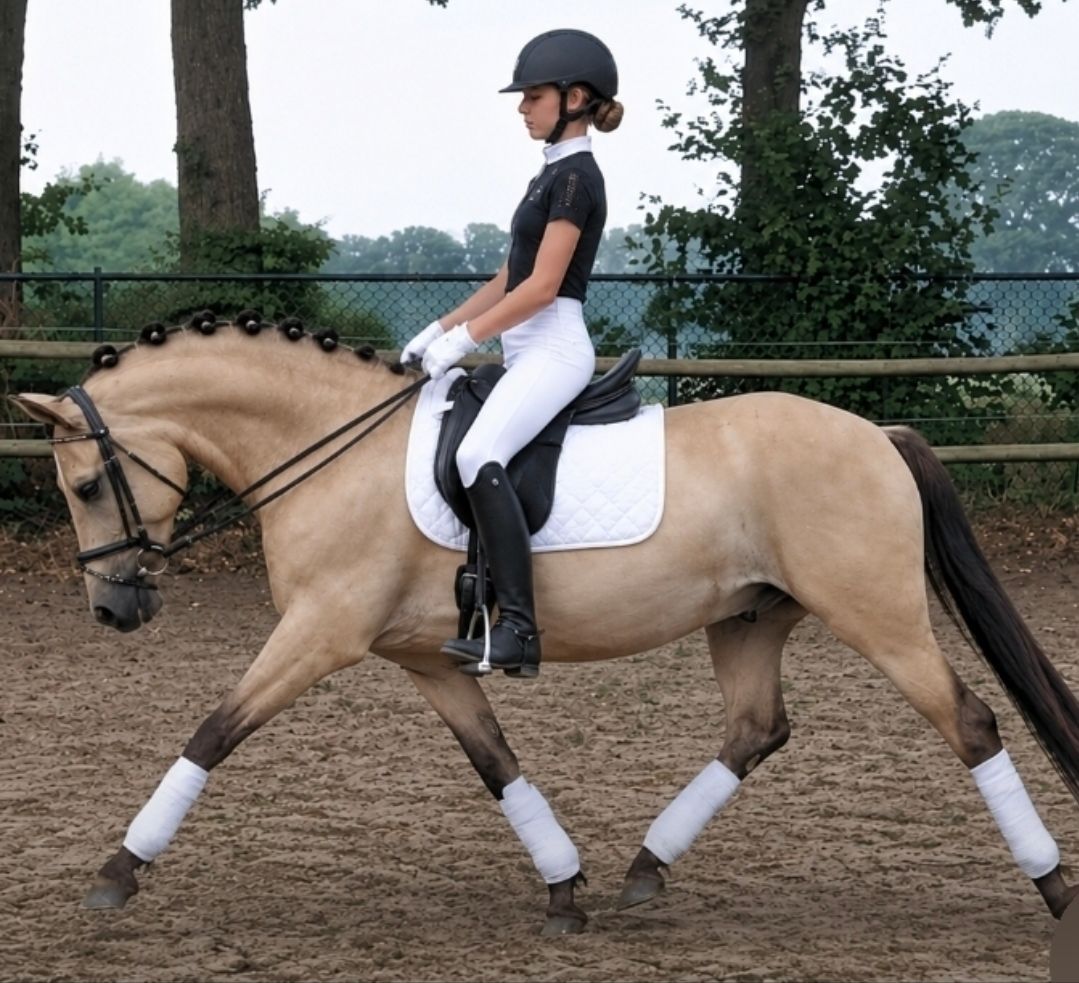 new-forest springpony ruin 4 years old andere-kleur for sale - Photo 2