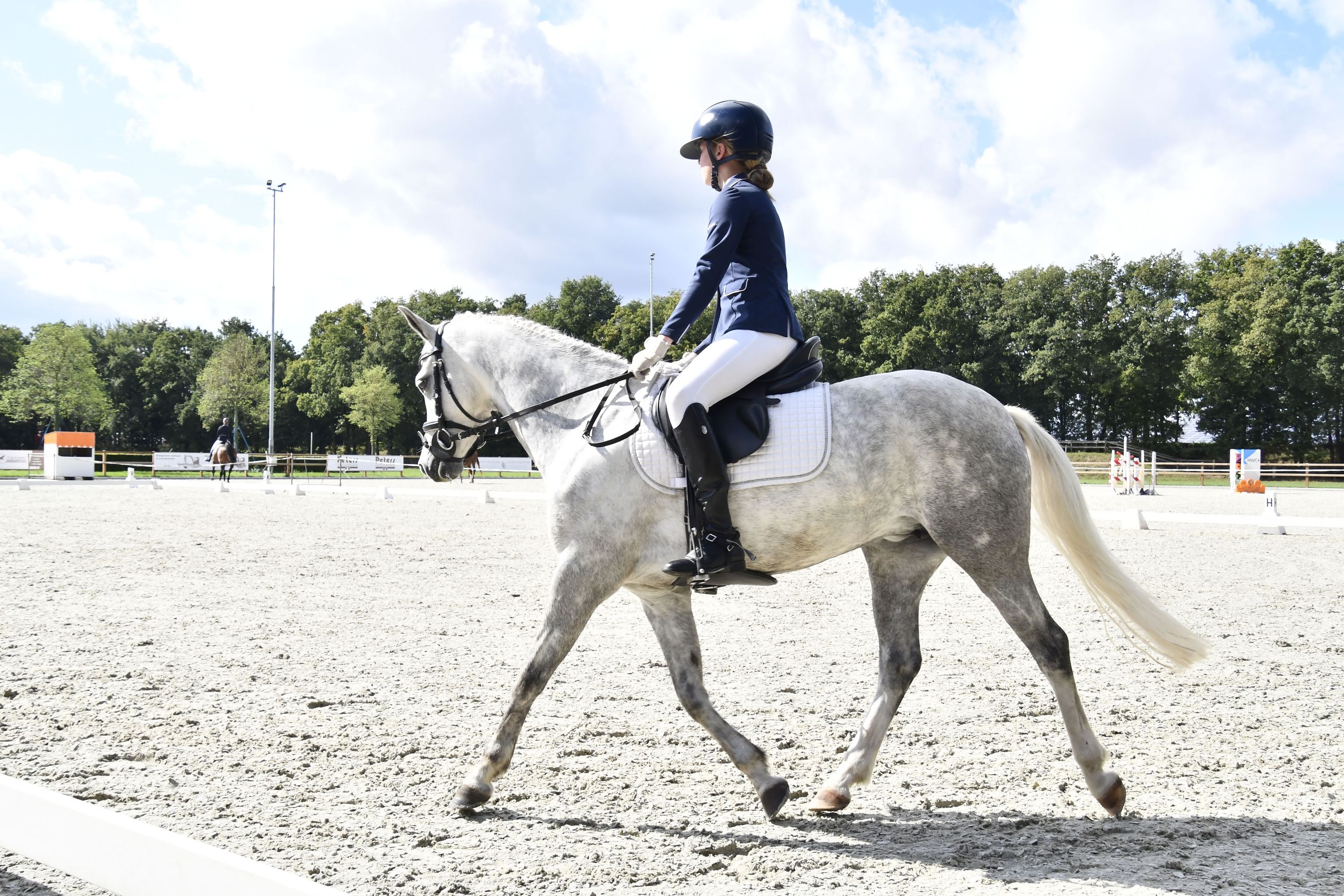 welsh allround-pony merrie 9 years old schimmel for sale - Photo 3