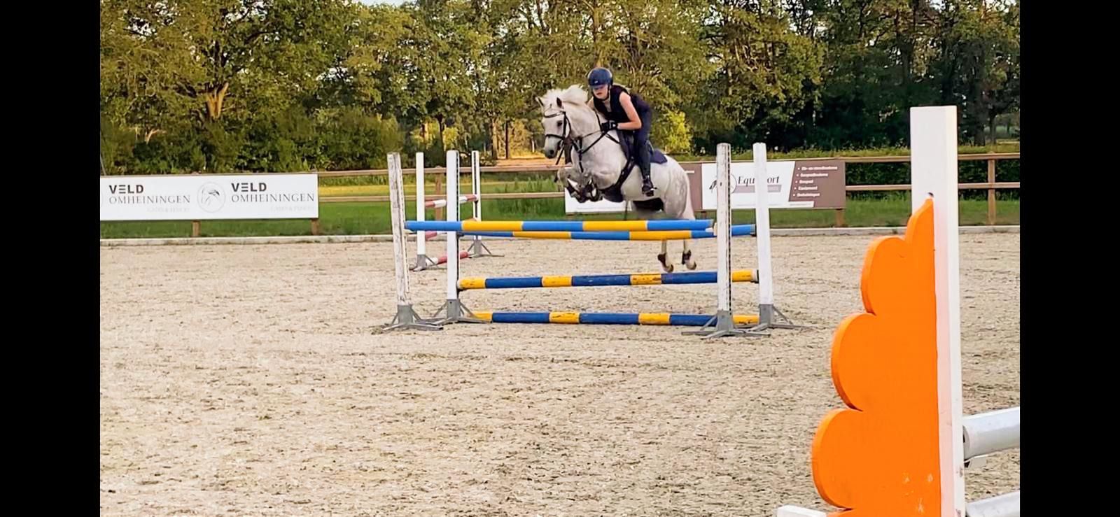 welsh allround-pony merrie 9 years old schimmel for sale - Photo 2