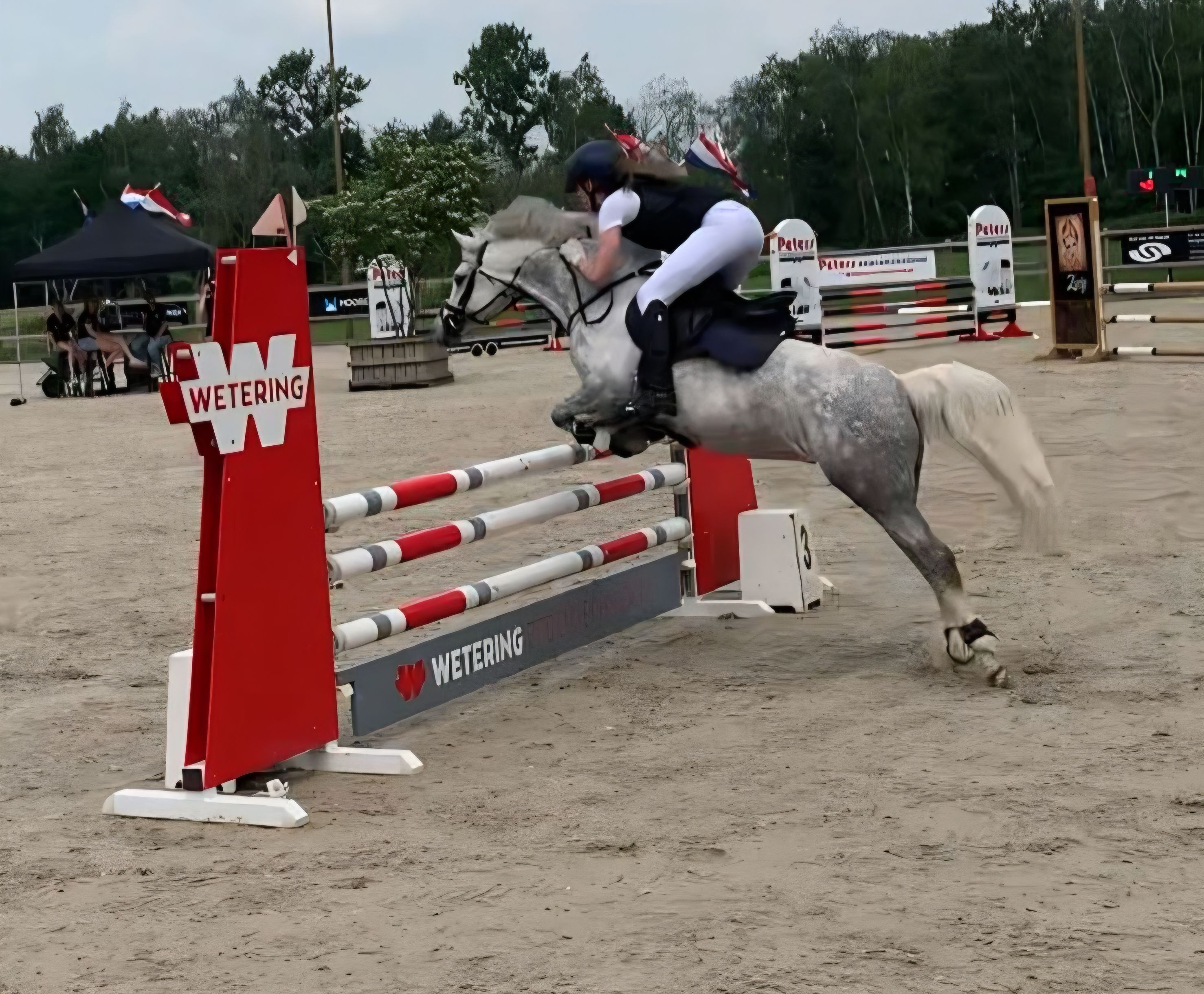 welsh allround-pony merrie 9 years old schimmel for sale - Photo 4