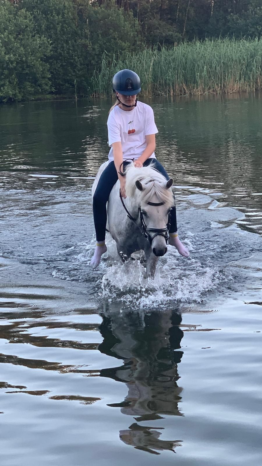 welsh allround-pony merrie 9 years old schimmel for sale - Photo 6