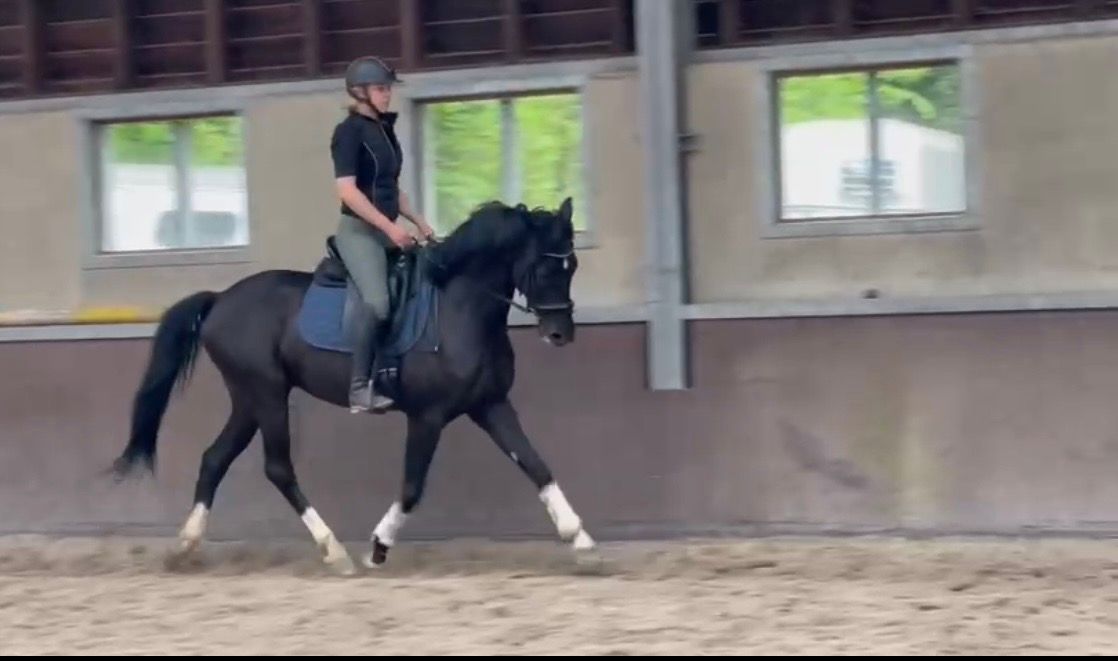 kwpn dressuurpaard ruin 7 years old zwart for sale - Photo 4
