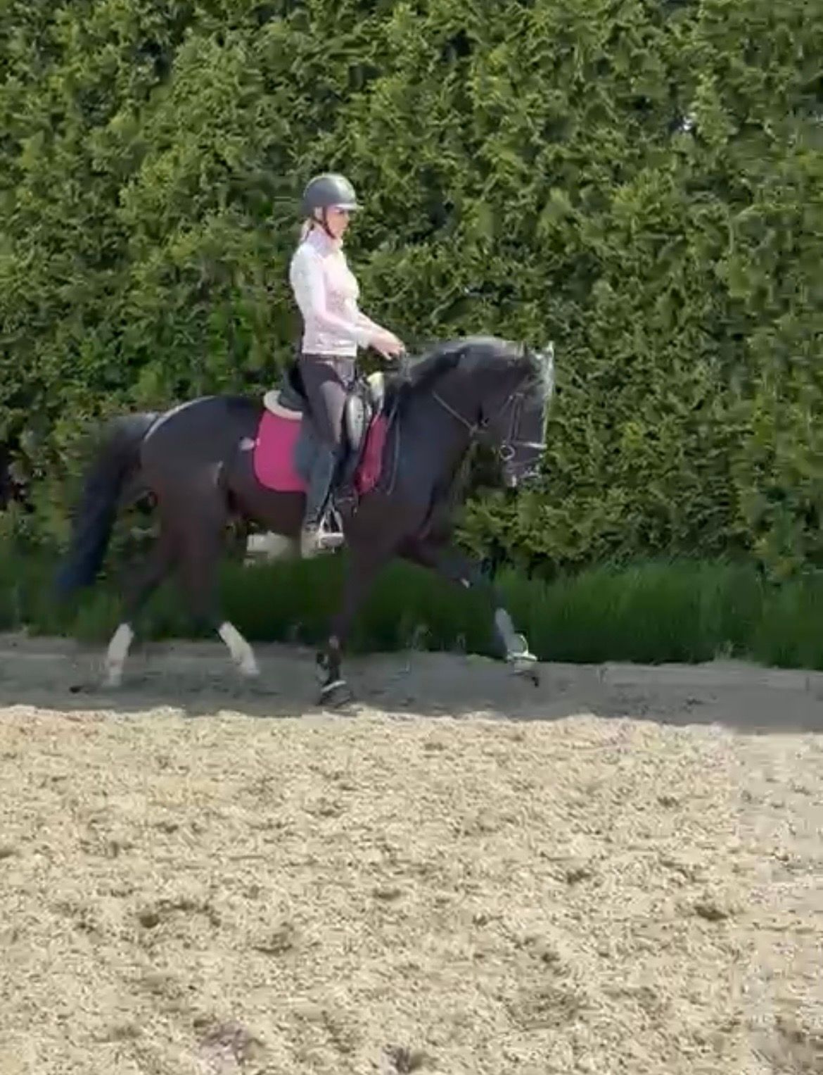 kwpn dressuurpaard ruin 7 years old zwart for sale - Photo 5