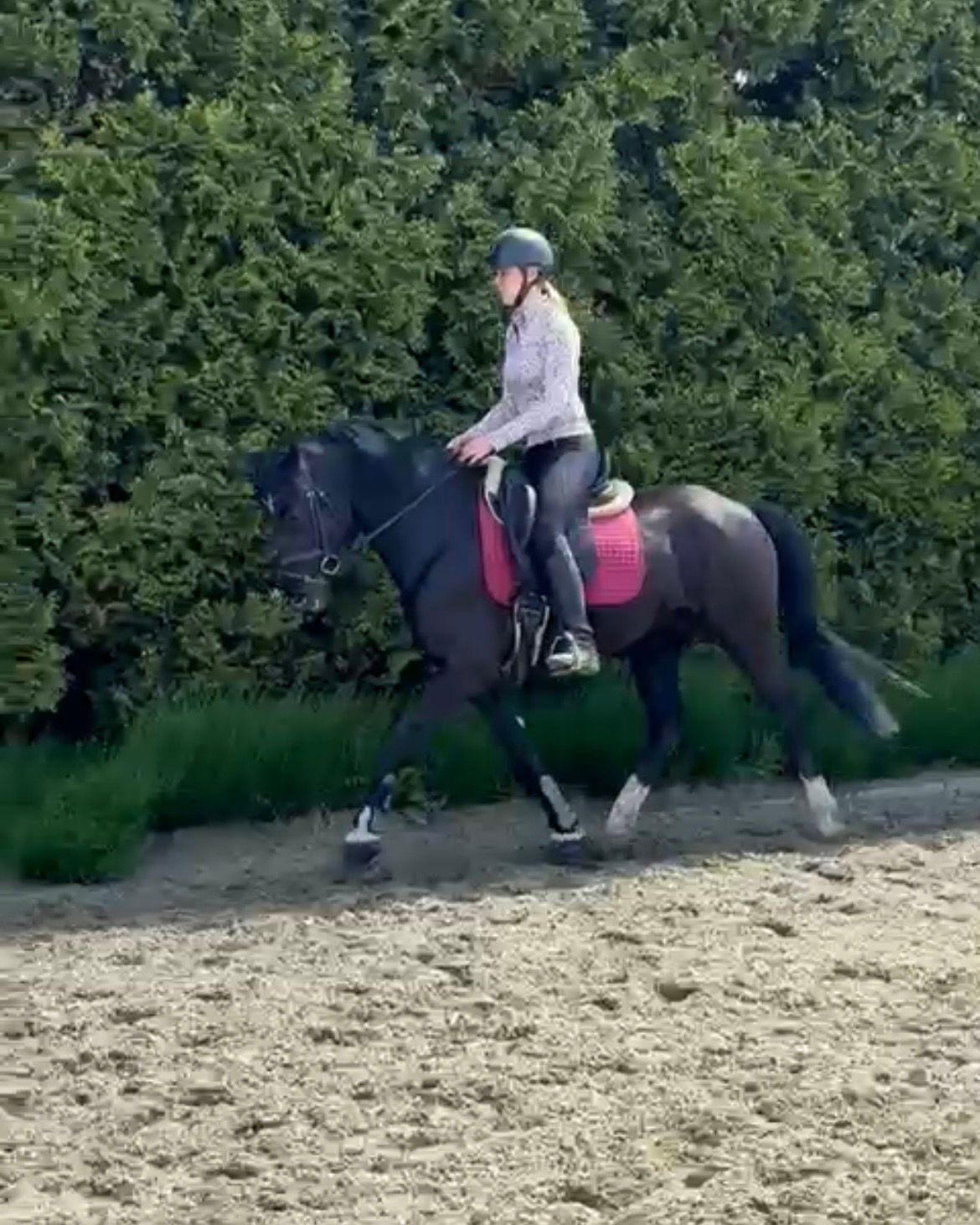 kwpn dressuurpaard ruin 7 years old zwart for sale - Photo 6