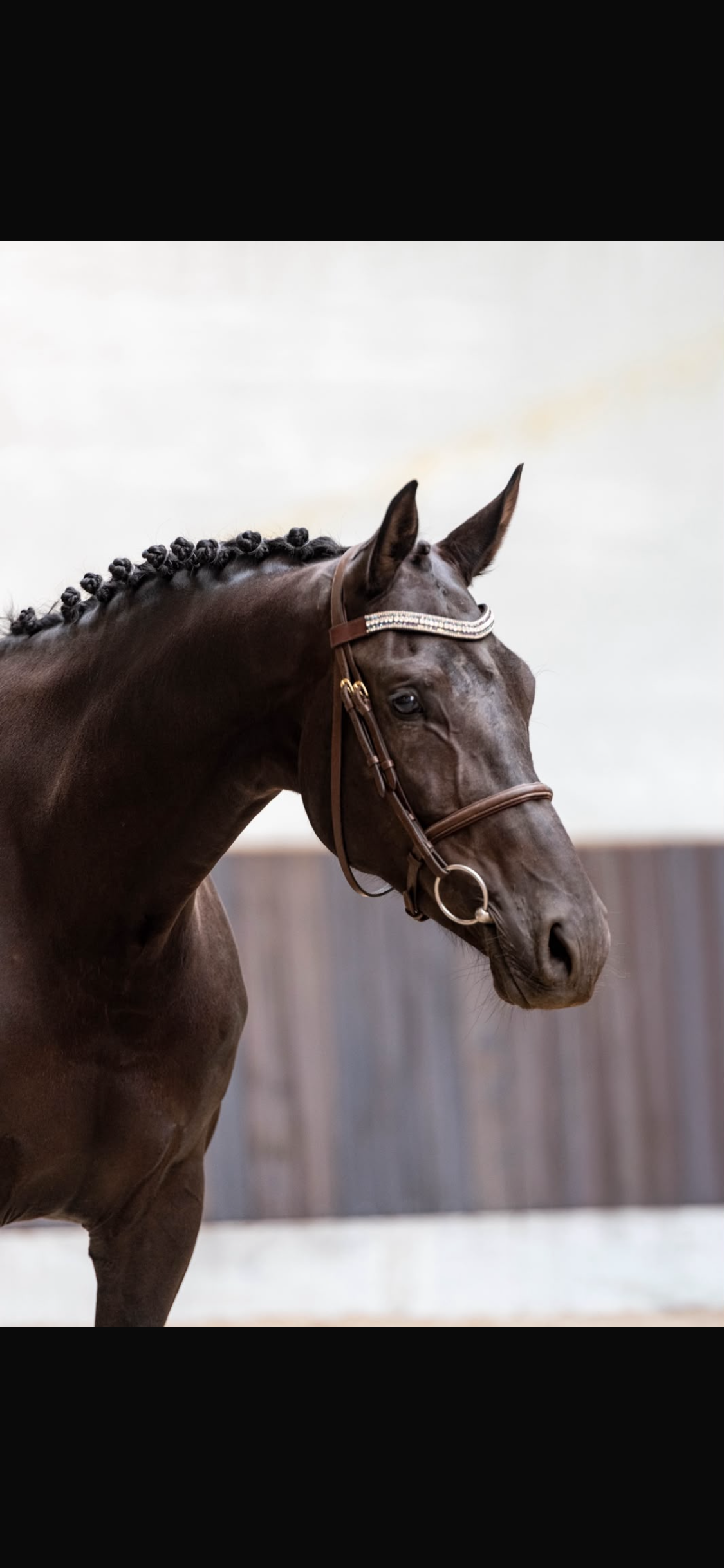 kwpn dressuurpaard merrie 6 岁 zwart 出售 - 照片 2