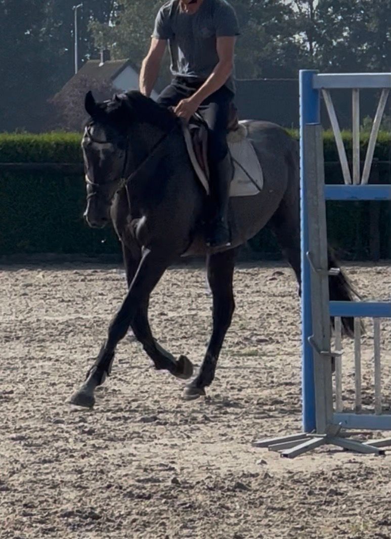 springpaard ruin 3 years old schimmel for sale - Photo 3
