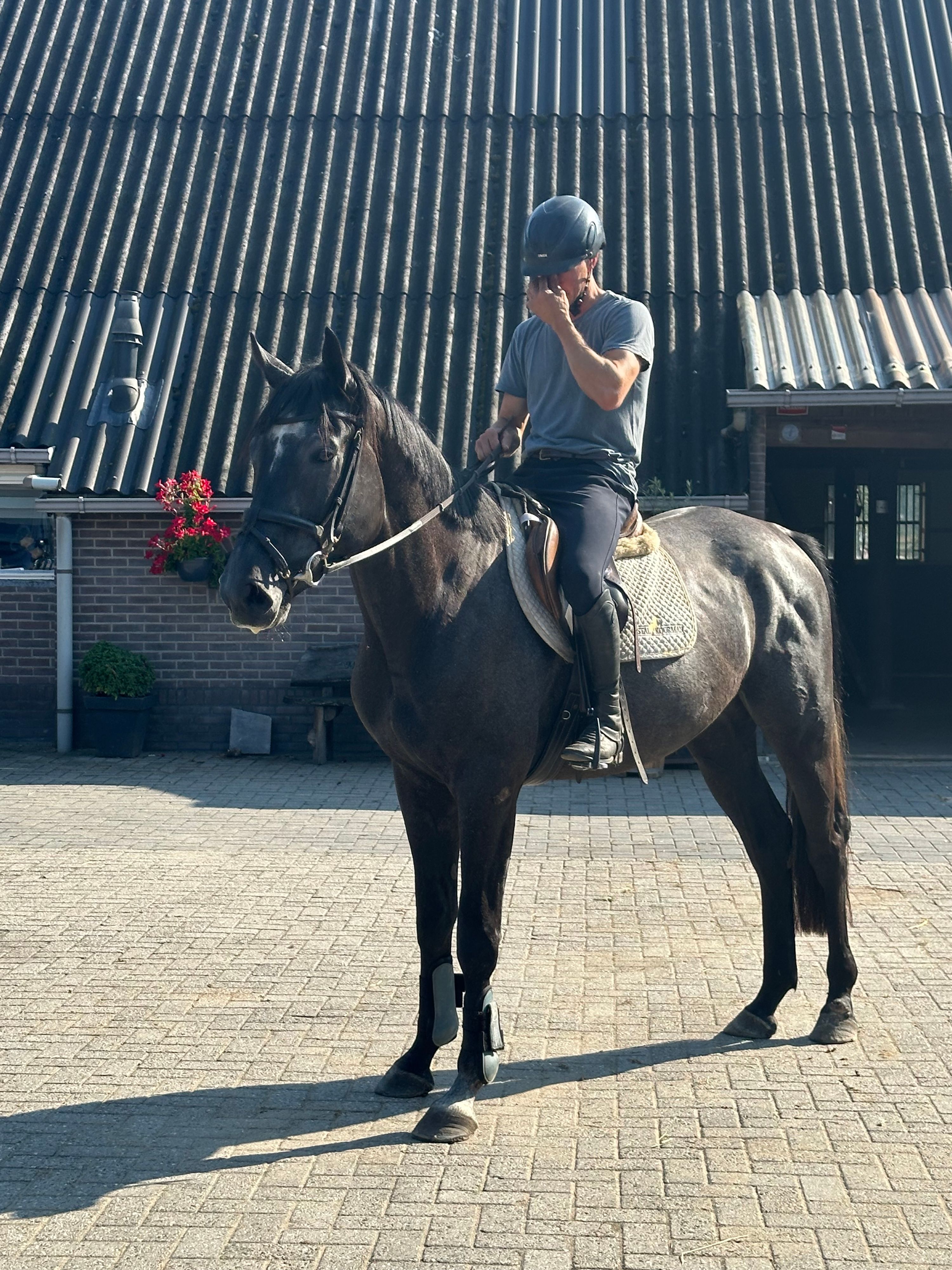 springpaard ruin 3 years old schimmel for sale - Photo 4