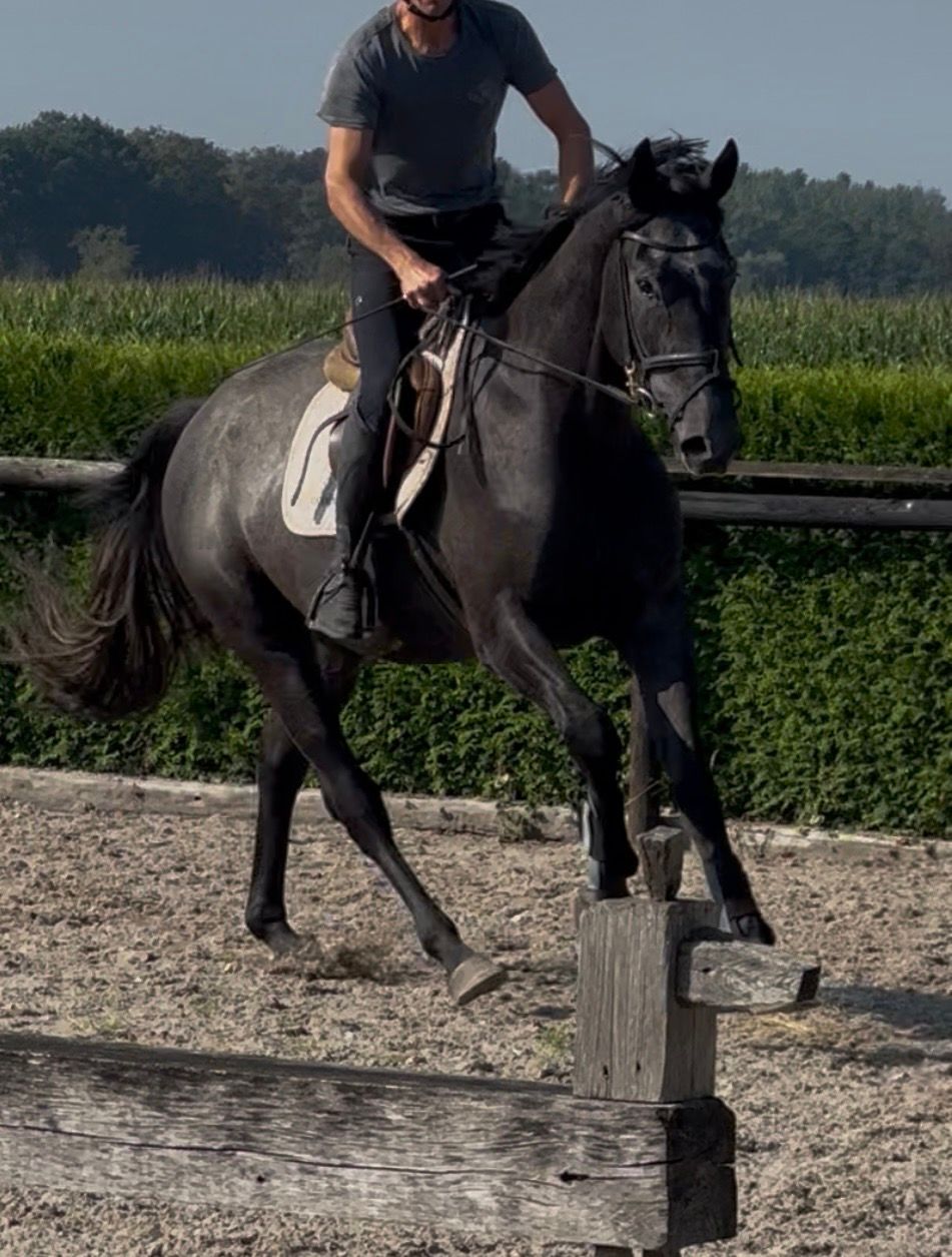 springpaard ruin 3 years old schimmel for sale - Photo 2