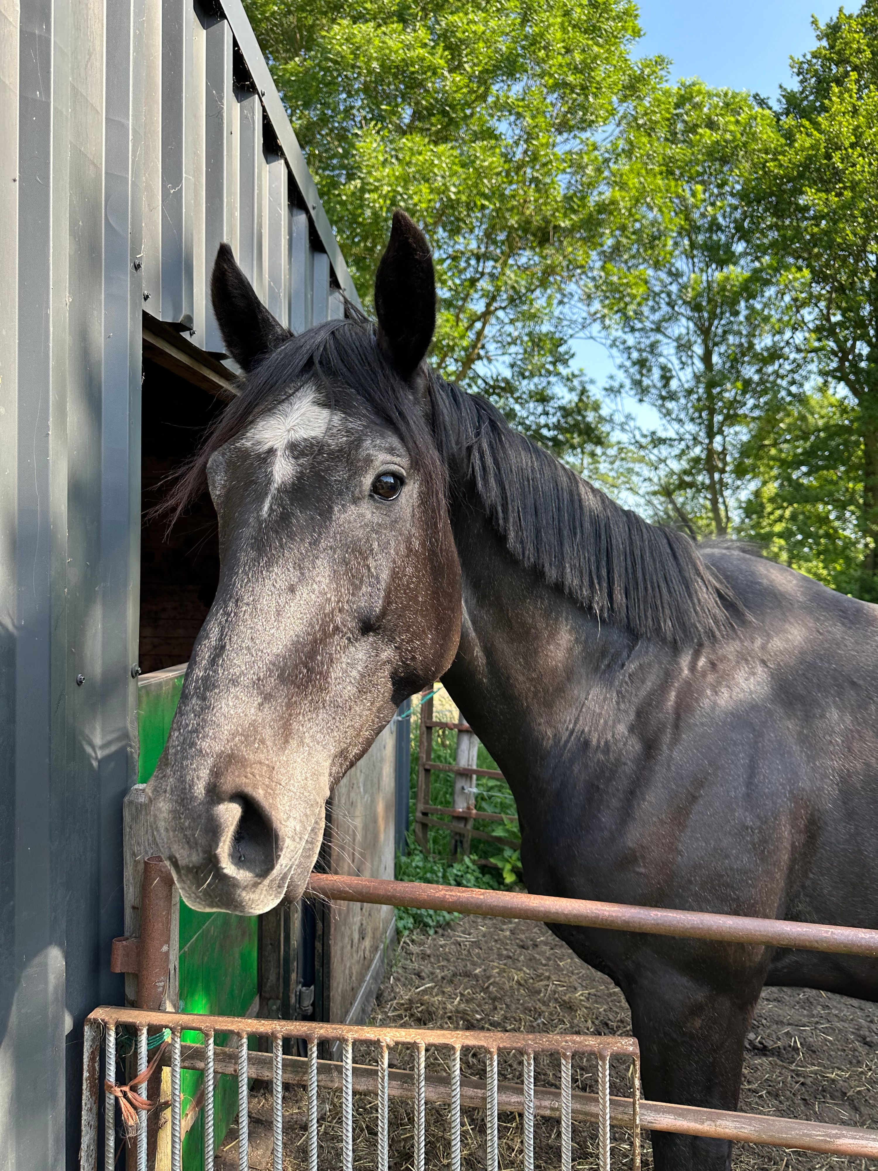 springpaard ruin 3 years old schimmel for sale - Photo 6