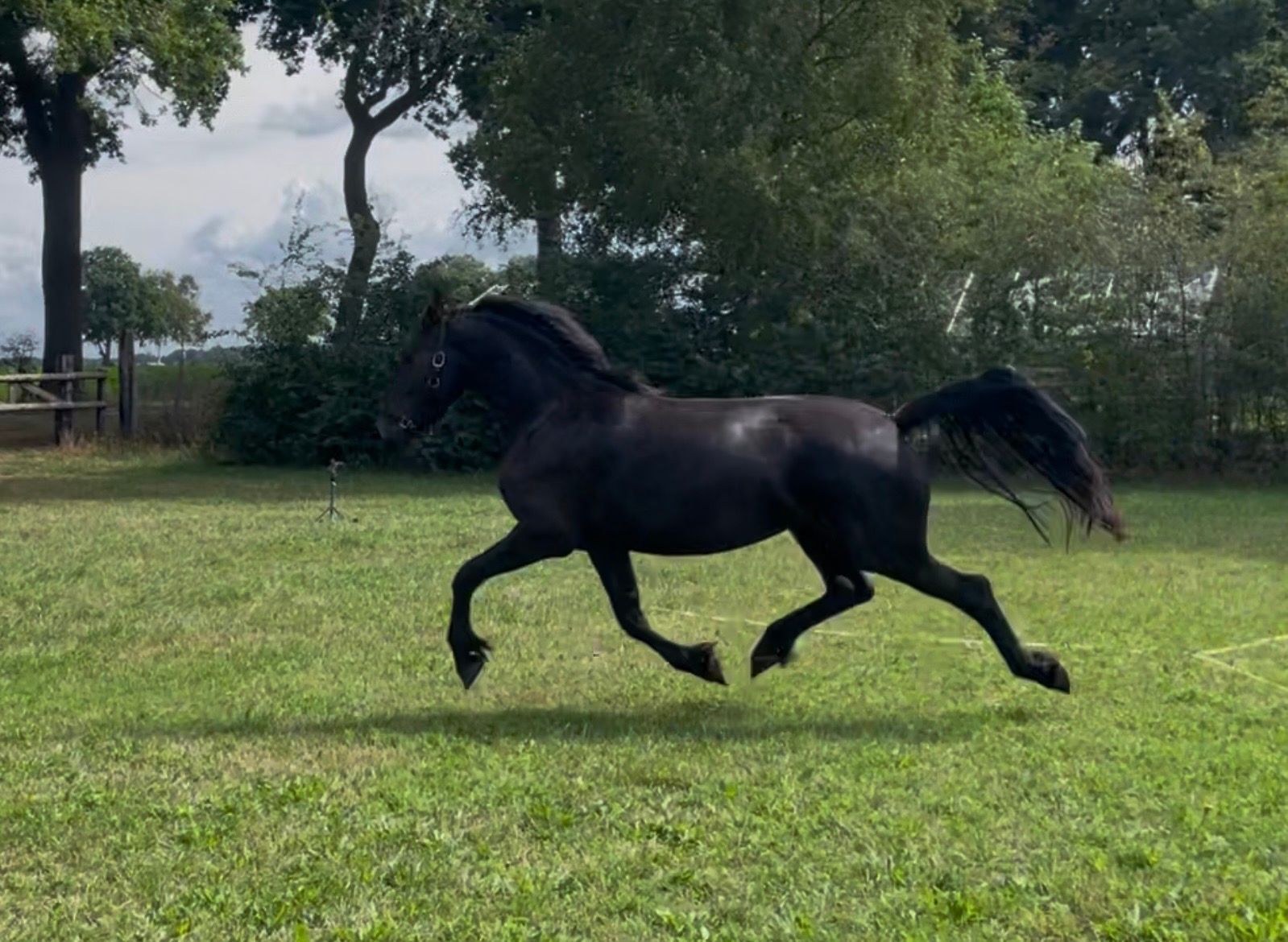 fries merrie 3 Jahre alt zwart zu verkaufen - Foto 4