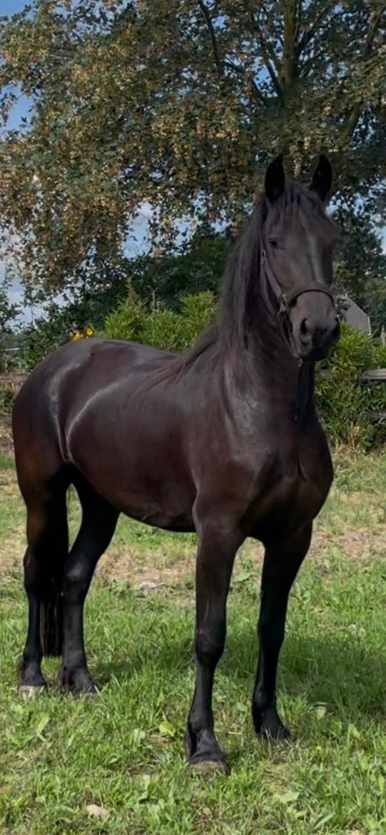 fries merrie 3 Jahre alt zwart zu verkaufen - Foto 3