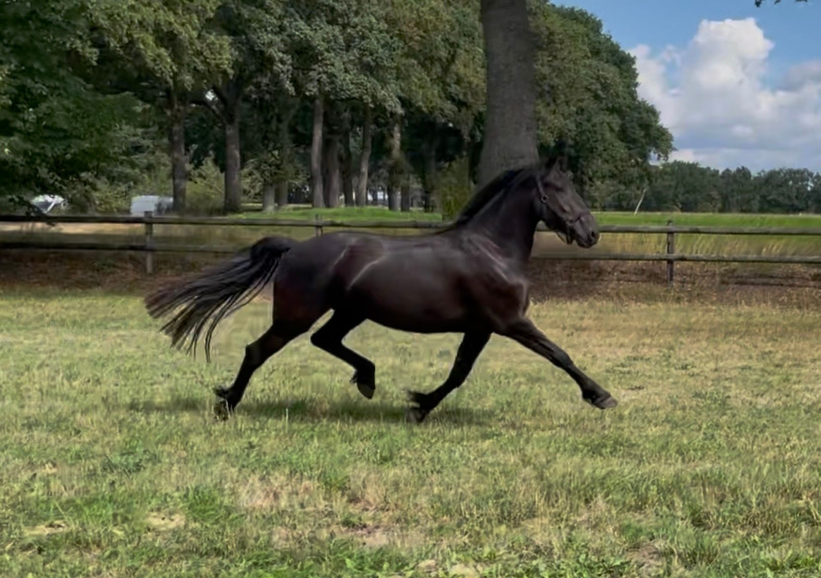 fries merrie 3 Jahre alt zwart zu verkaufen - Foto 5