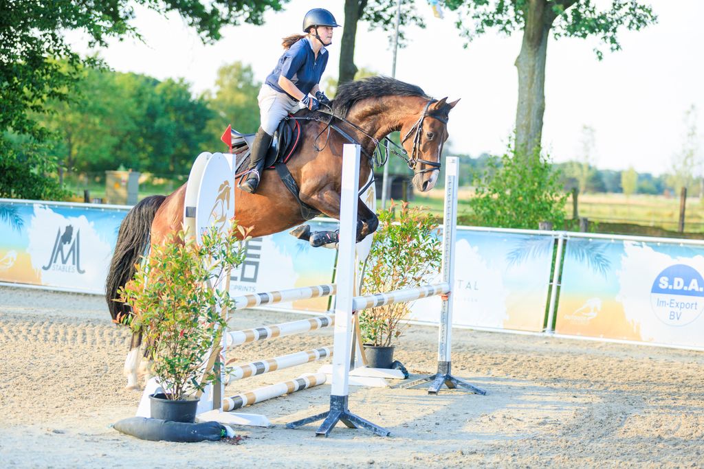 10-year-old jumping mare for sale