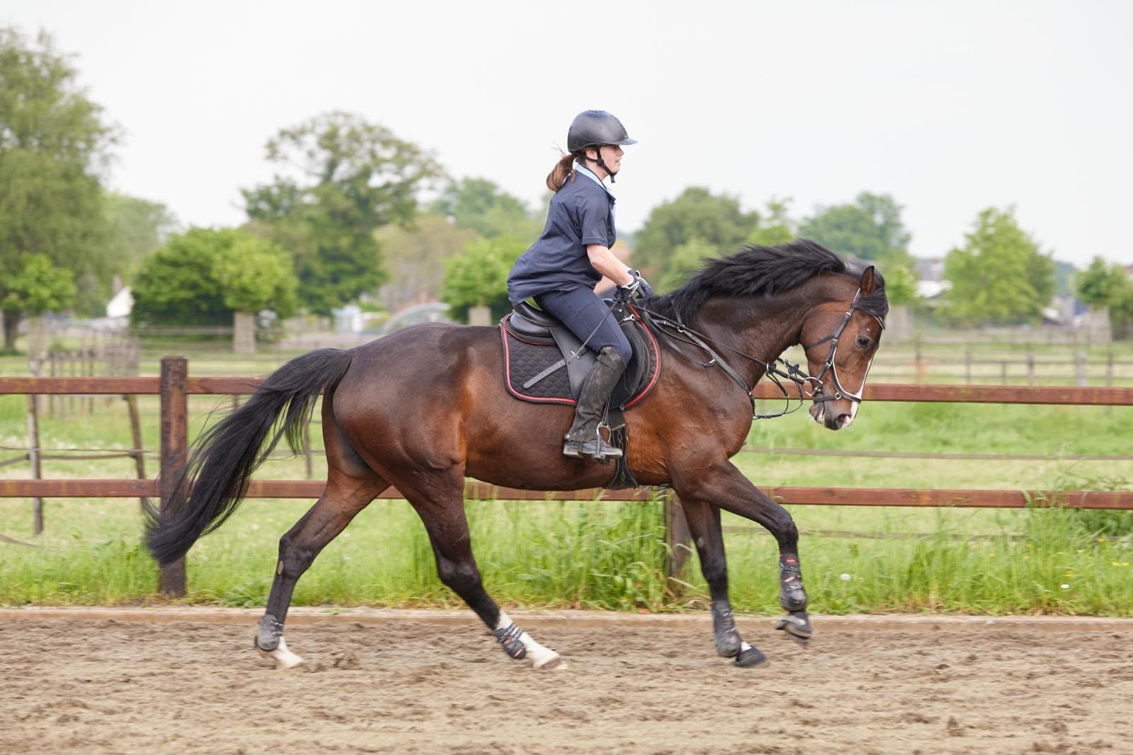 holstein springpaard merrie 10 år donkerbruin till salu - Foto 2