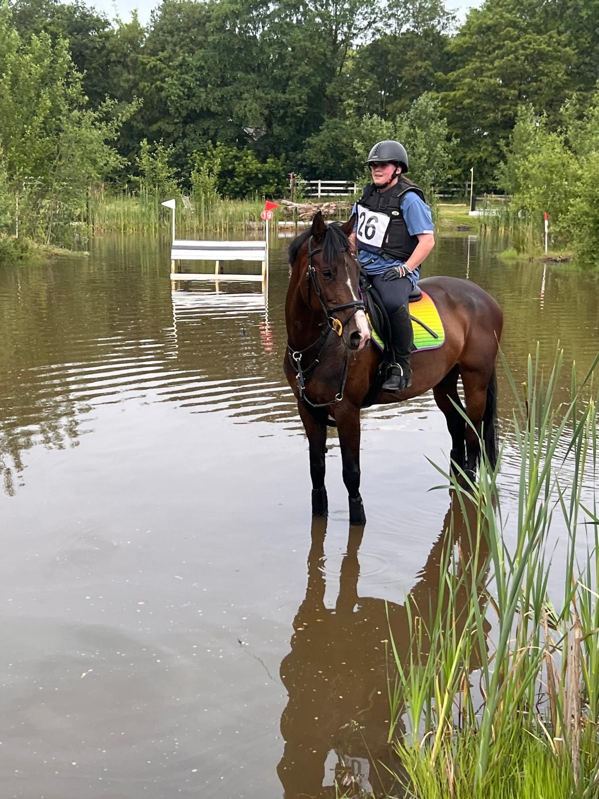 holstein springpaard merrie 10 år donkerbruin till salu - Foto 4