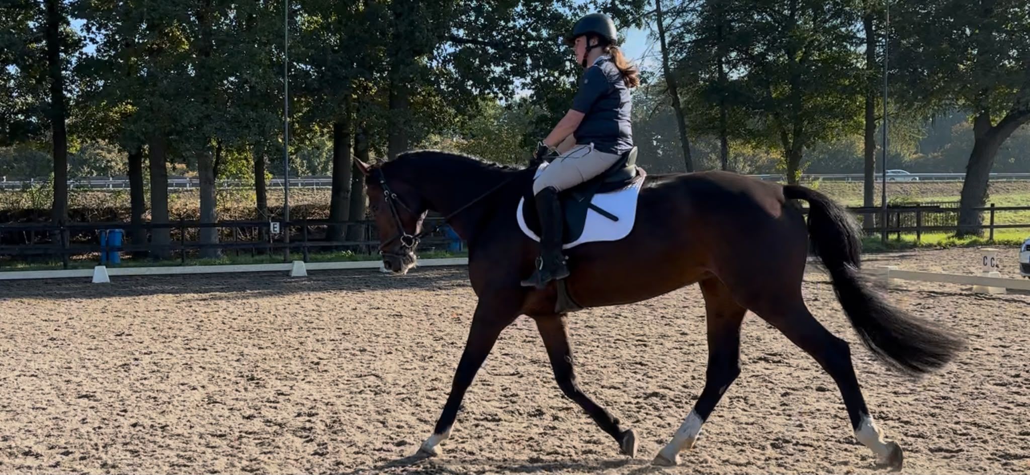 holstein springpaard merrie 10 år donkerbruin till salu - Foto 6