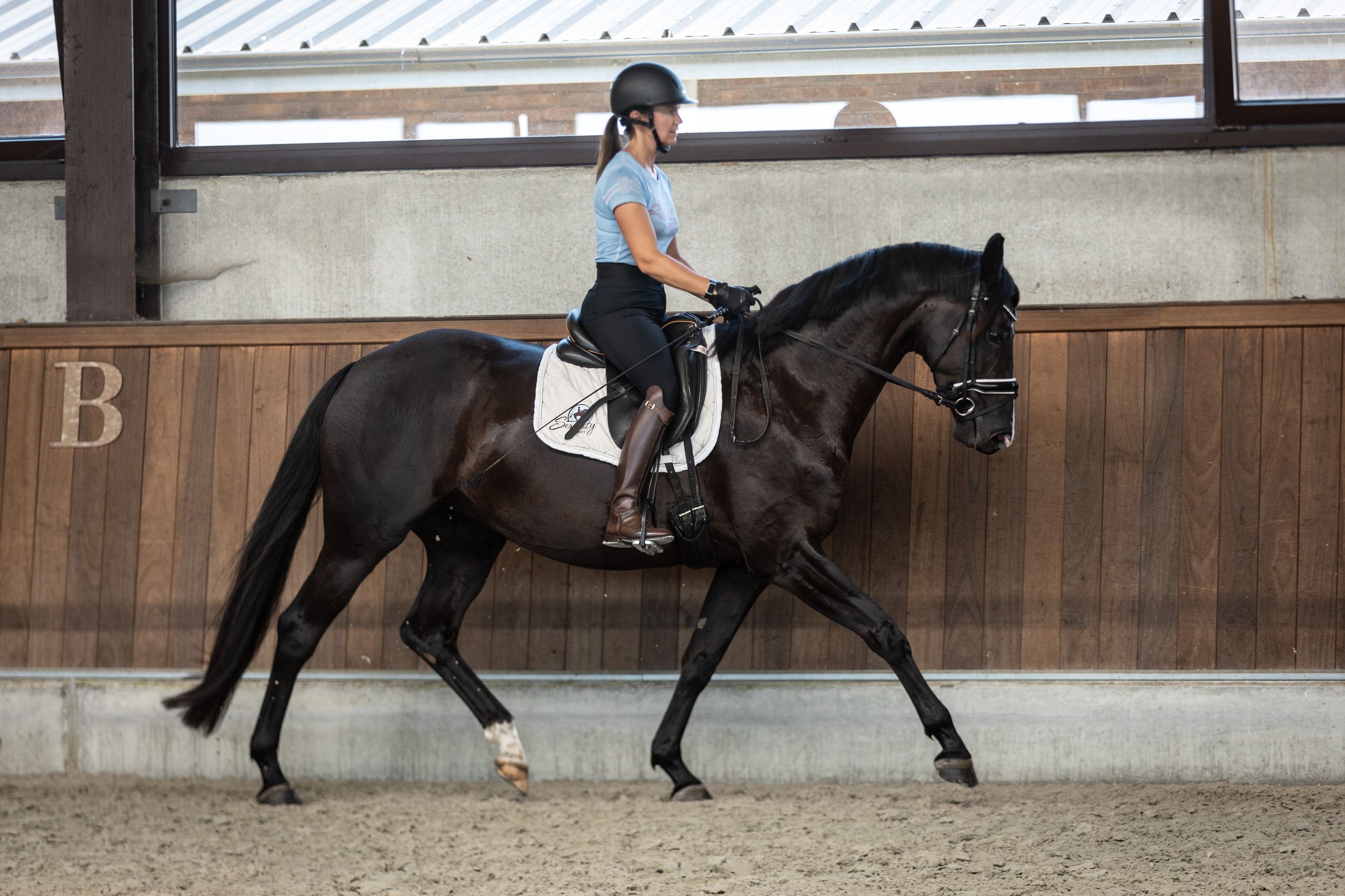 bwp dressuurpaard merrie 4 Jahre alt zwart zu verkaufen - Foto 2