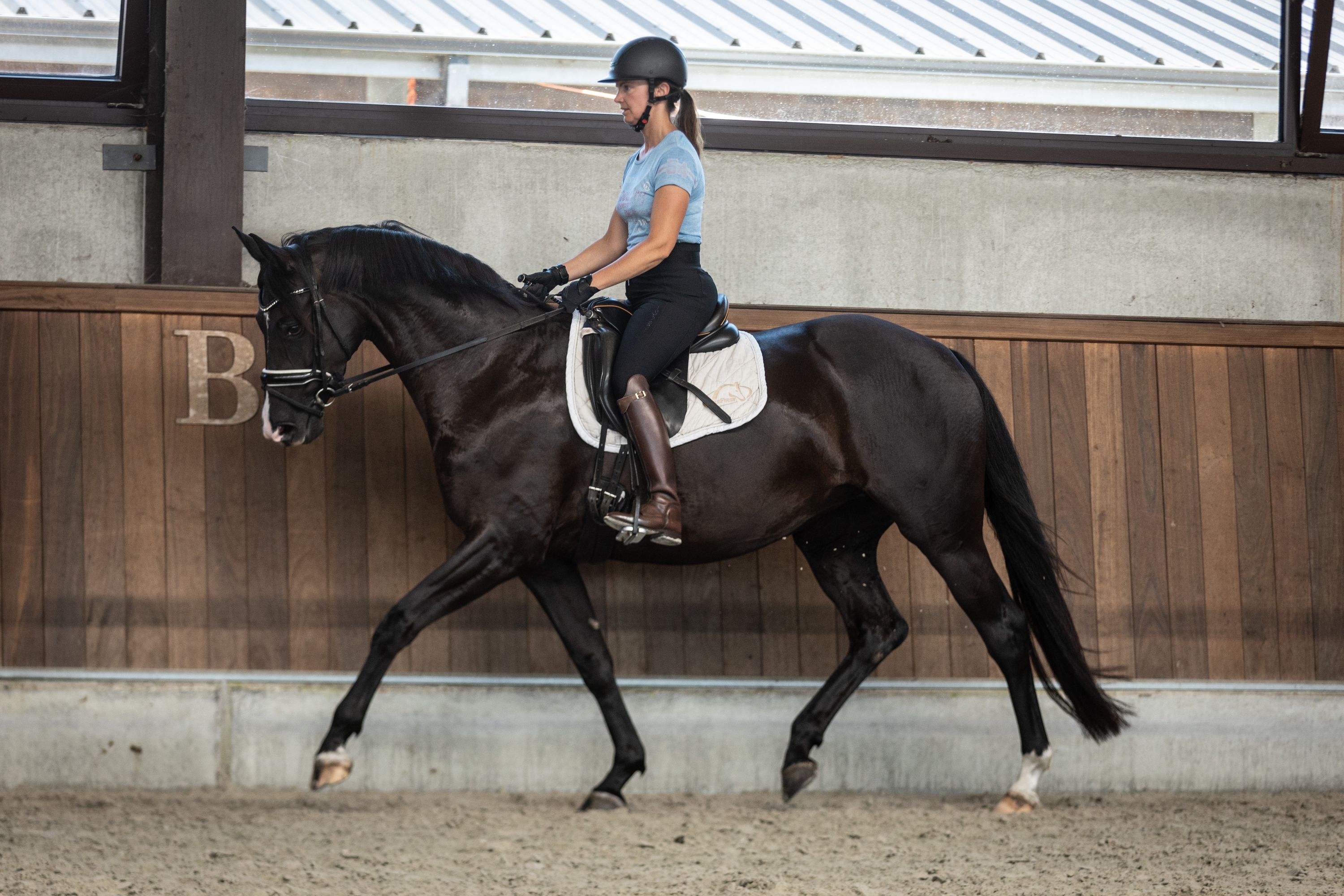 bwp dressuurpaard merrie 4 Jahre alt zwart zu verkaufen - Foto 5