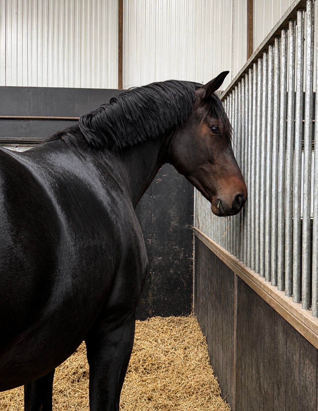 kwpn dressuurpaard ruin 3 år donkerbruin til salgs - Foto 2