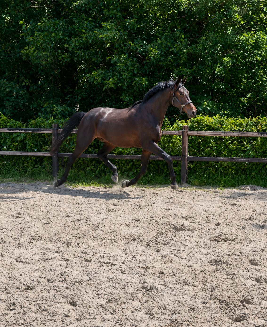 kwpn dressuurpaard ruin 3 år donkerbruin til salgs - Foto 3