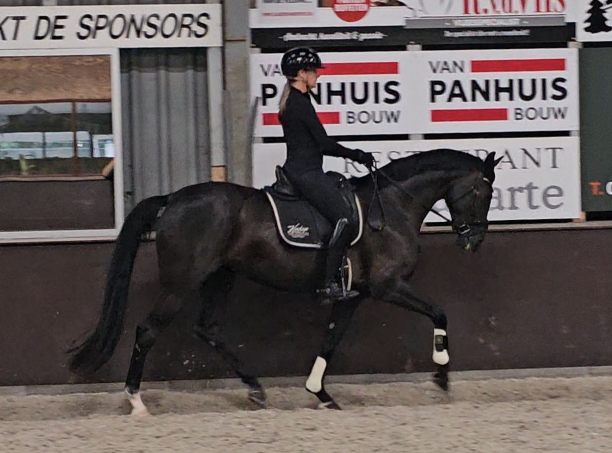 kwpn dressuurpaard merrie 5 años zwart en venta - Foto 2