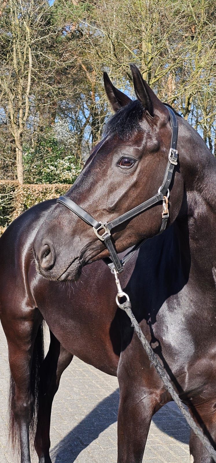 kwpn dressuurpaard merrie 5 años zwart en venta - Foto 3