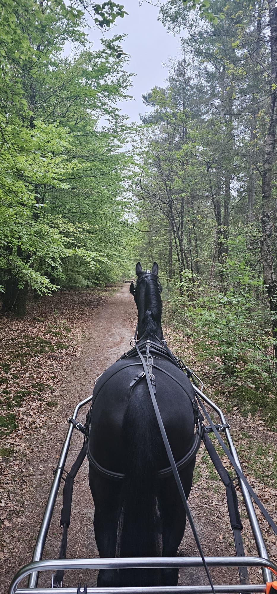 kwpn dressuurpaard merrie 5 años zwart en venta - Foto 4