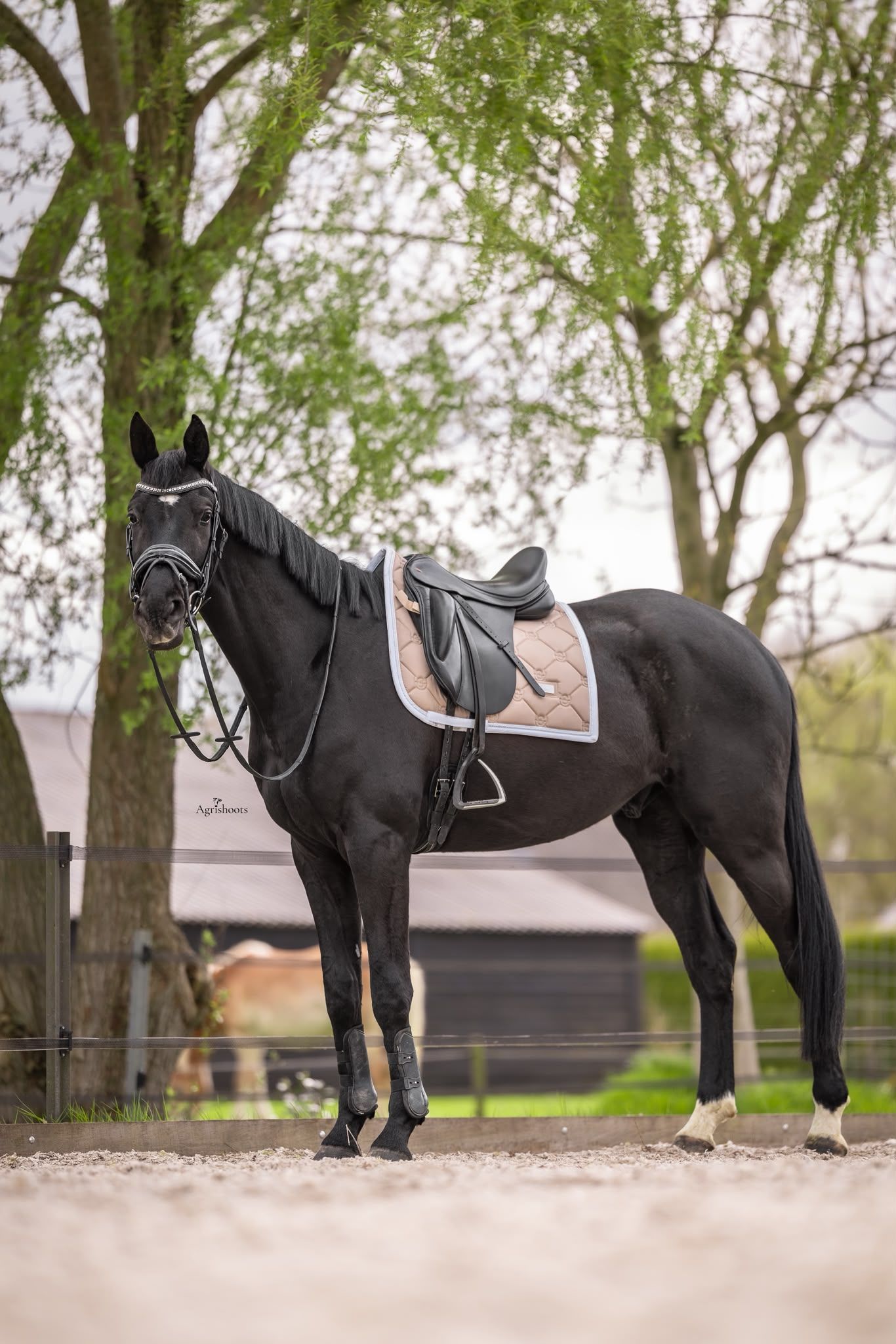 Sweet 4-year-old gelding (Nick Wimphof x Licotus)