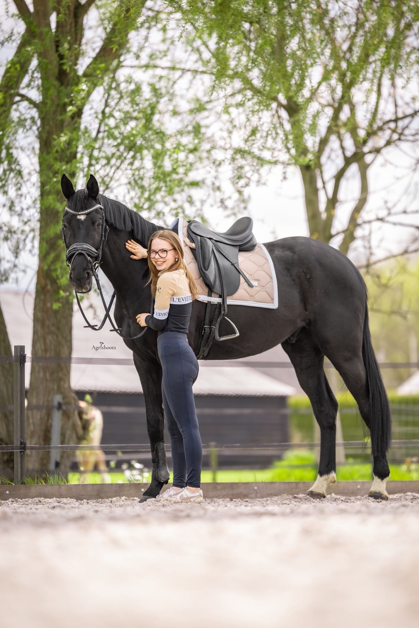 oldenburg dressuurpaard ruin 4 سنوات zwart للبيع - صورة 3