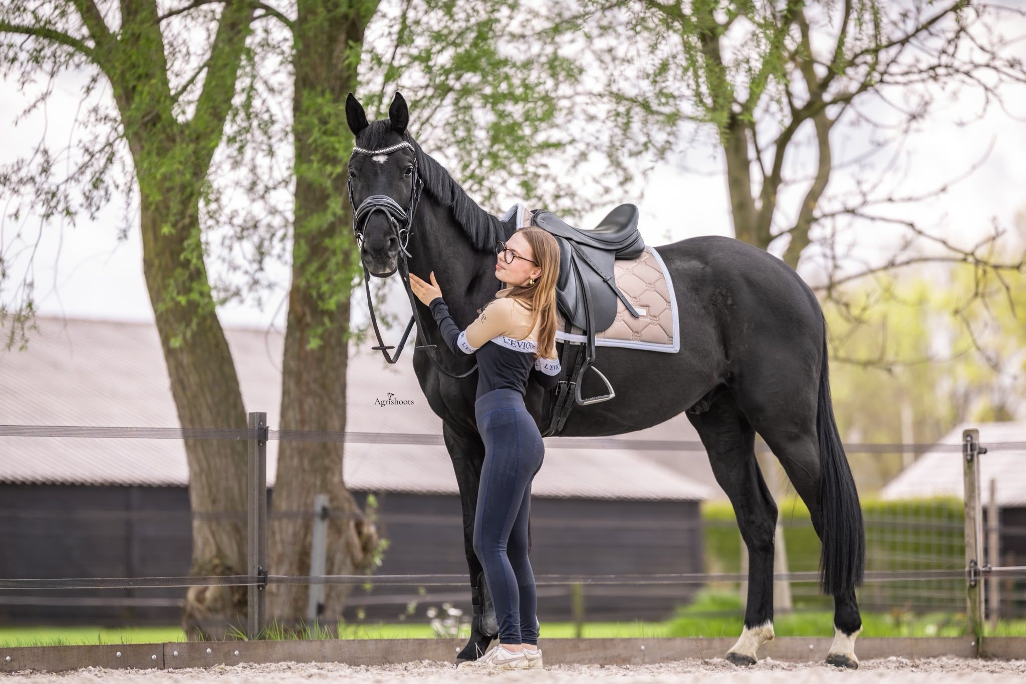 oldenburg dressuurpaard ruin 4 سنوات zwart للبيع - صورة 4