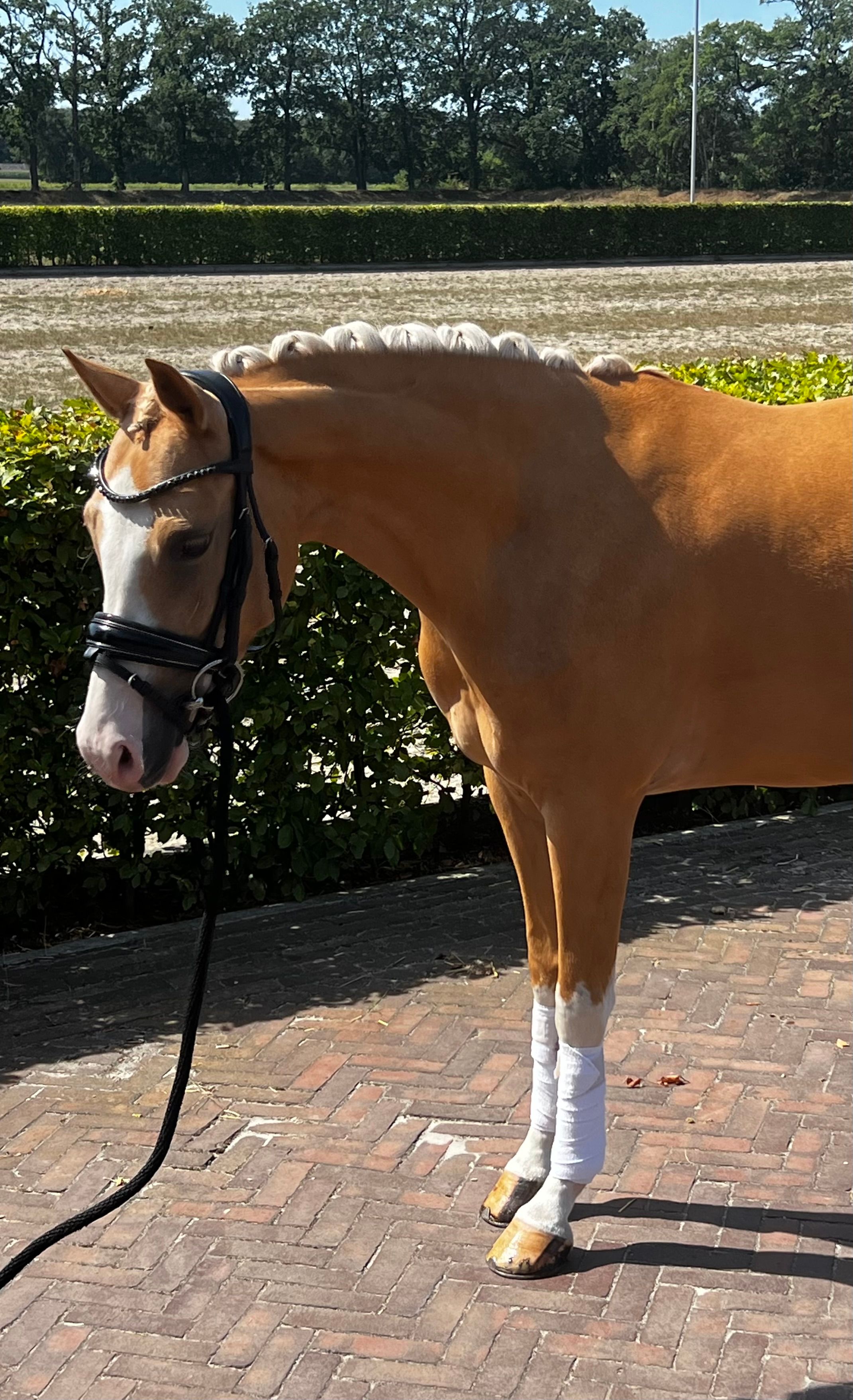 Super handsome children's pony