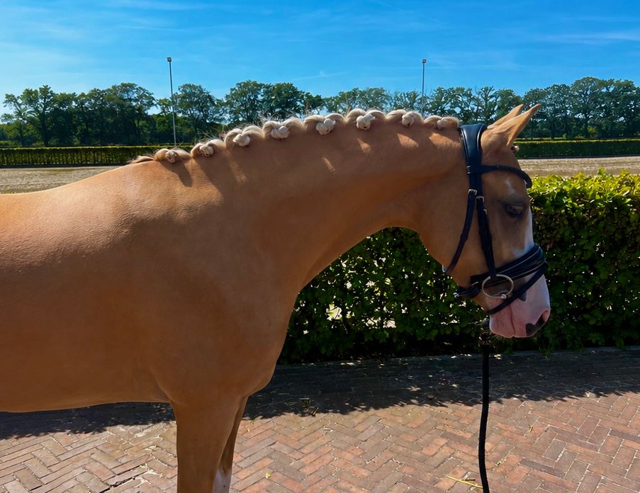 nrps dressuurpony merrie 4 岁 palomino 出售 - 照片 3