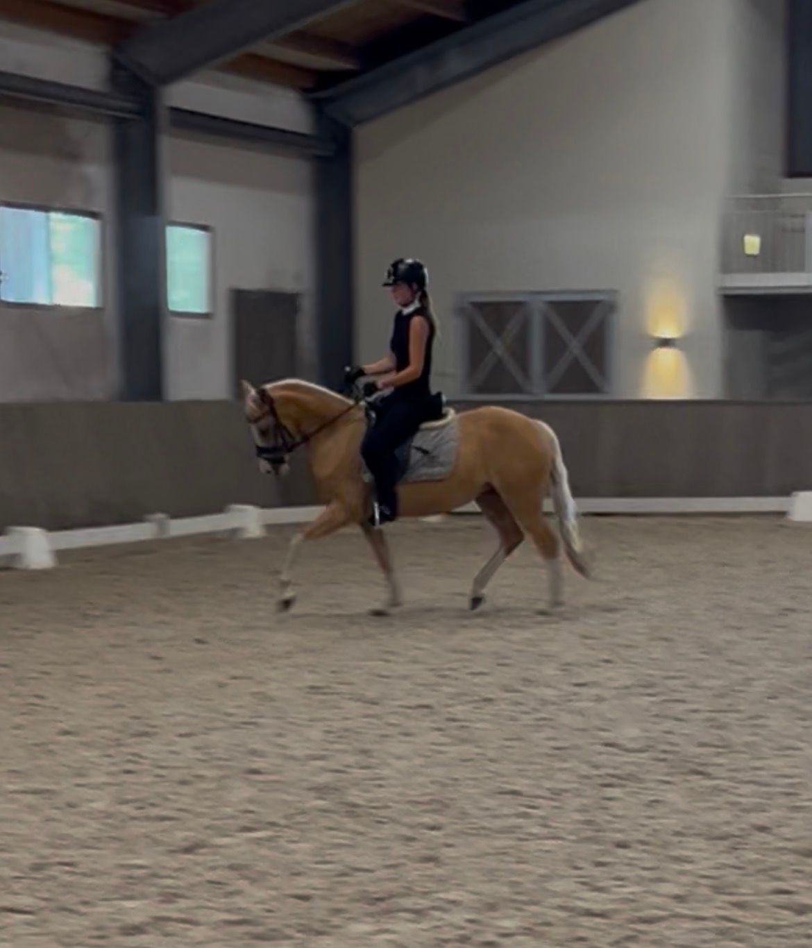 nrps dressuurpony merrie 4 岁 palomino 出售 - 照片 4