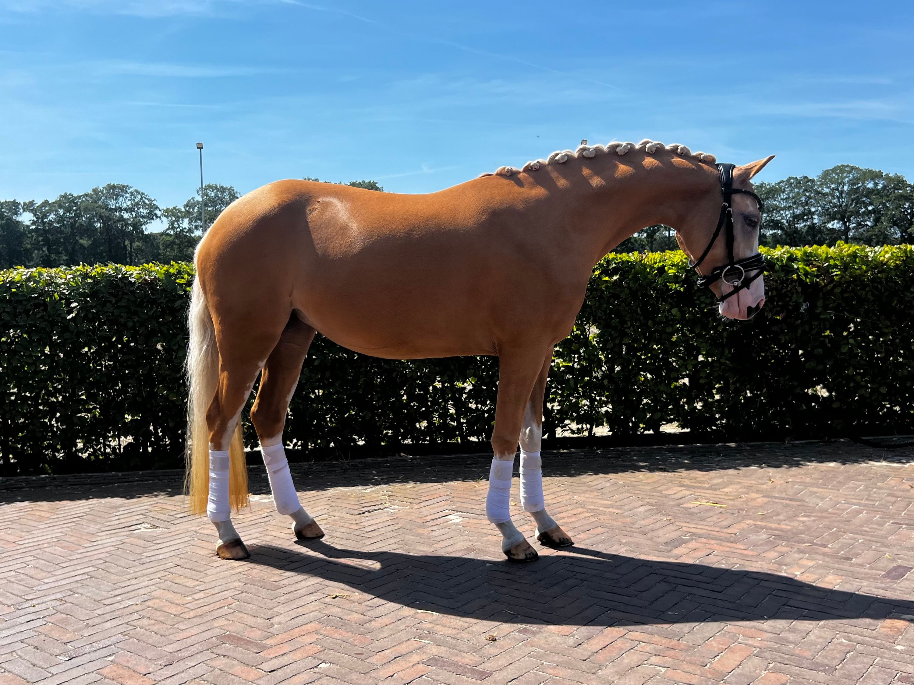 nrps dressuurpony merrie 4 岁 palomino 出售 - 照片 2