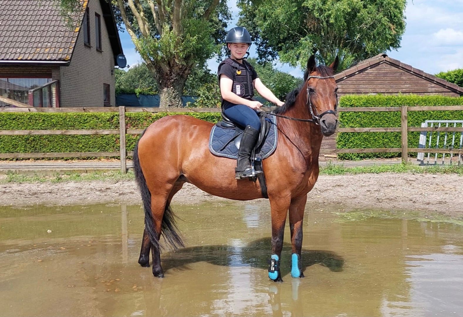 nrps allround-pony merrie 21 años donkerbruin en venta - Foto 5